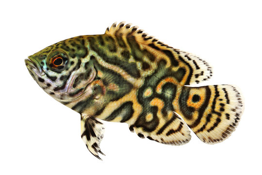 Tiger Oscar Cichlid Astronotus ocellatus aquarium fish