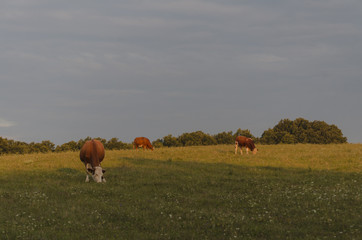 cow eating grass at dawn in nature