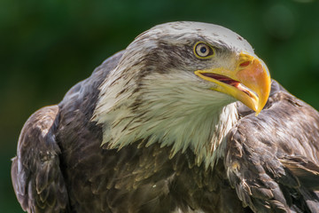 Bald eagle close up, bird of prey