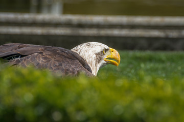 Bald eagle close up, bird of prey