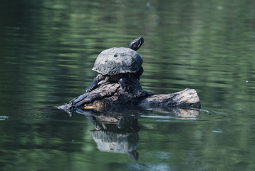 Fototapeta premium the ancient animal. turtle sit on dry timber over water in pond. slow motion animal.