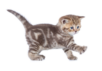 Baby cat walking side view isolated
