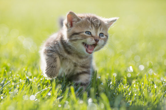 Young funny cat meowing outdoor