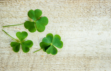 Clover leaves. Shamrock. Selective focus.  