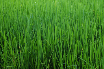 rice in the ricefield in thailand