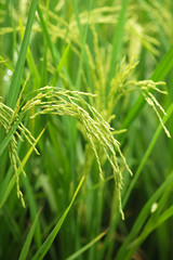 rice in the ricefield in thailand