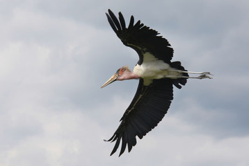 Ugly Bird