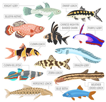 Freshwater aquarium fishes breeds icon set flat style isolated on white. Loaches, gobies, killifishes. Create own infographic about pets