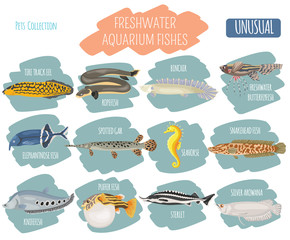 Unusual freshwater aquarium fish breeds icon set flat style isolated on white. Create own infographic about pet