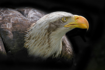 Bald eagle close up, bird of prey