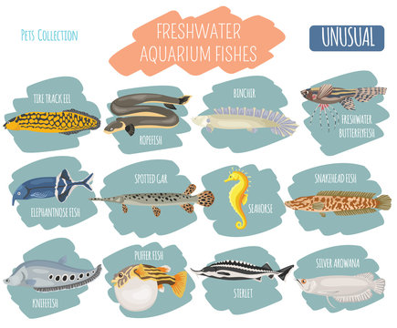 Unusual freshwater aquarium fish breeds icon set flat style isolated on white. Create own infographic about pet