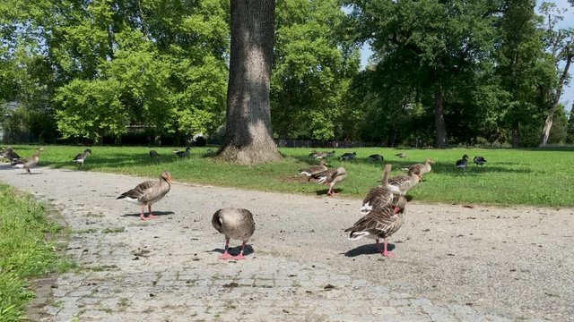 G&auml;nse im Park