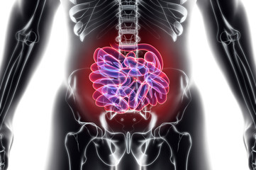3D illustration of Small Intestine.