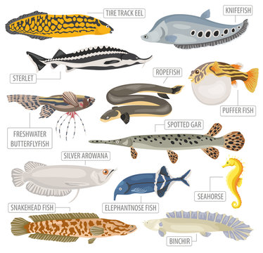 Unusual freshwater aquarium fish breeds icon set flat style isolated on white. Create own infographic about pet