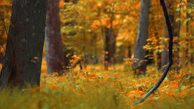 Peaceful autumn forest