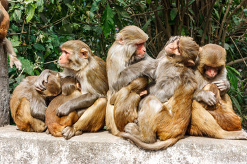 Obraz premium Macacus monkeys living in the Swayambu Nath Temple, Kathmandu, Nepal