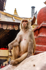 Monkey living in the Swayambunath Temple, Kathmandu, Nepal