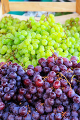 Two colors of grapes