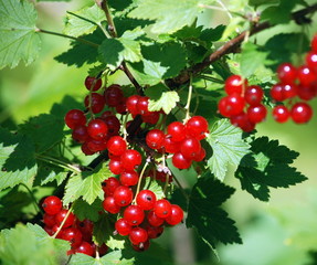 Red currant branch with green leaves (close up)