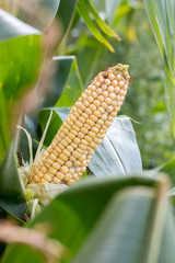 Maiskolben am Feldrand