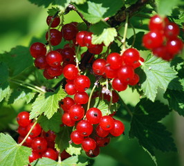 Berries of red currants against the background of green leaves