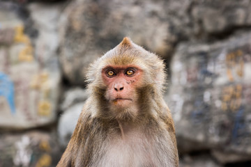 Monkey at the Swayambunath Temple, Kathmandu, Nepal