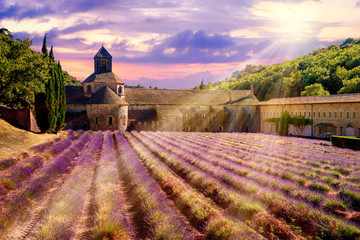 Lavender field in Senanque monastery, Provence, France