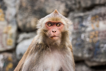 Monkey at the Swayambunath Temple, Kathmandu, Nepal