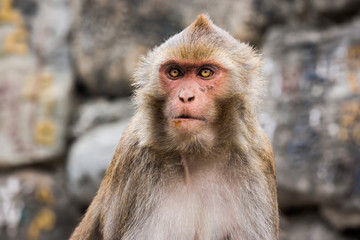 Naklejka premium Monkey at the Swayambunath Temple, Kathmandu, Nepal