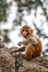Baby monkey at the Swayambunath Temple, Kathmandu, Nepal