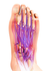 Obraz na płótnie Canvas 3d illustration of Medical and Scientific concept, Foot muscle.