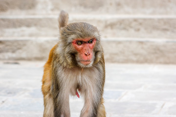 Naklejka premium Monkey at the Swayambunath Temple, Kathmandu, Nepal
