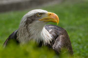 Obraz premium Bald eagle close up, bird of prey