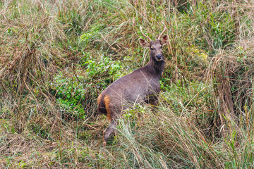 Deer at the Chitwan National Park, Nepal