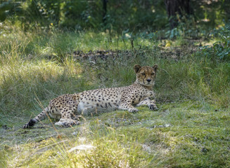 cheetah