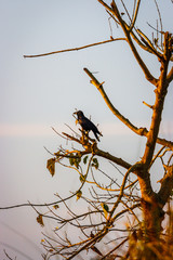Bird on a tree, Chitwan National Park, Nepal