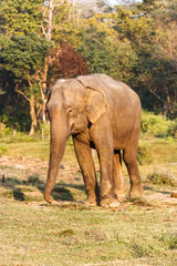 Elephant at the Chitwan National Park, Nepal