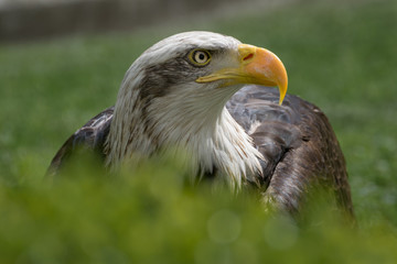 Bald eagle close up, bird of prey