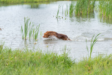 Leaping retriever in water after a duck