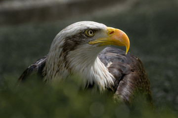 Bald eagle close up, bird of prey