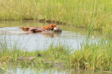retriever in water with duck