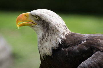 Bald eagle close up, bird of prey