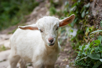 Little Lamb on the Annapurna Base Camp Trek, Nepal