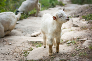 Little Lamb on the Annapurna Base Camp Trek, Nepal