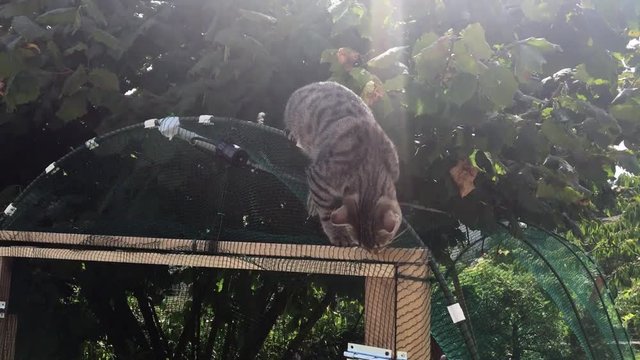 Gatti