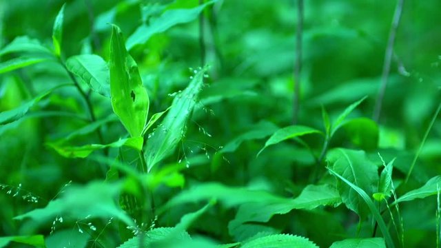 Lush, Green forest background