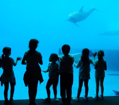 delfini in acquario