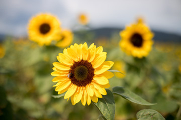 Fototapeta premium Sonnenblume in Sonnenblumenfeld