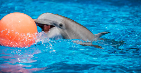 Baby Dolphin