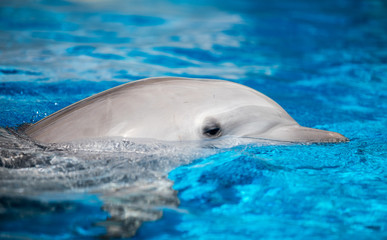 Naklejka premium Baby Dolphin